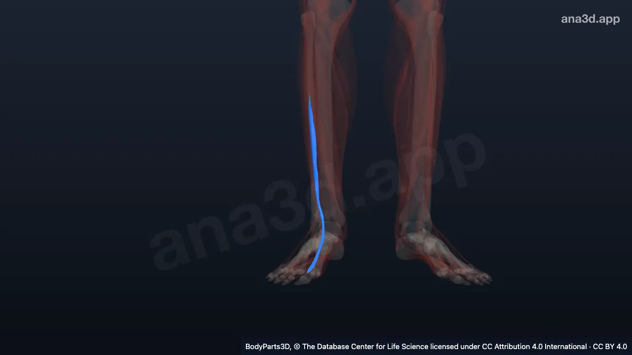 Modèle 3D : Muscle long extenseur de l'hallux droit