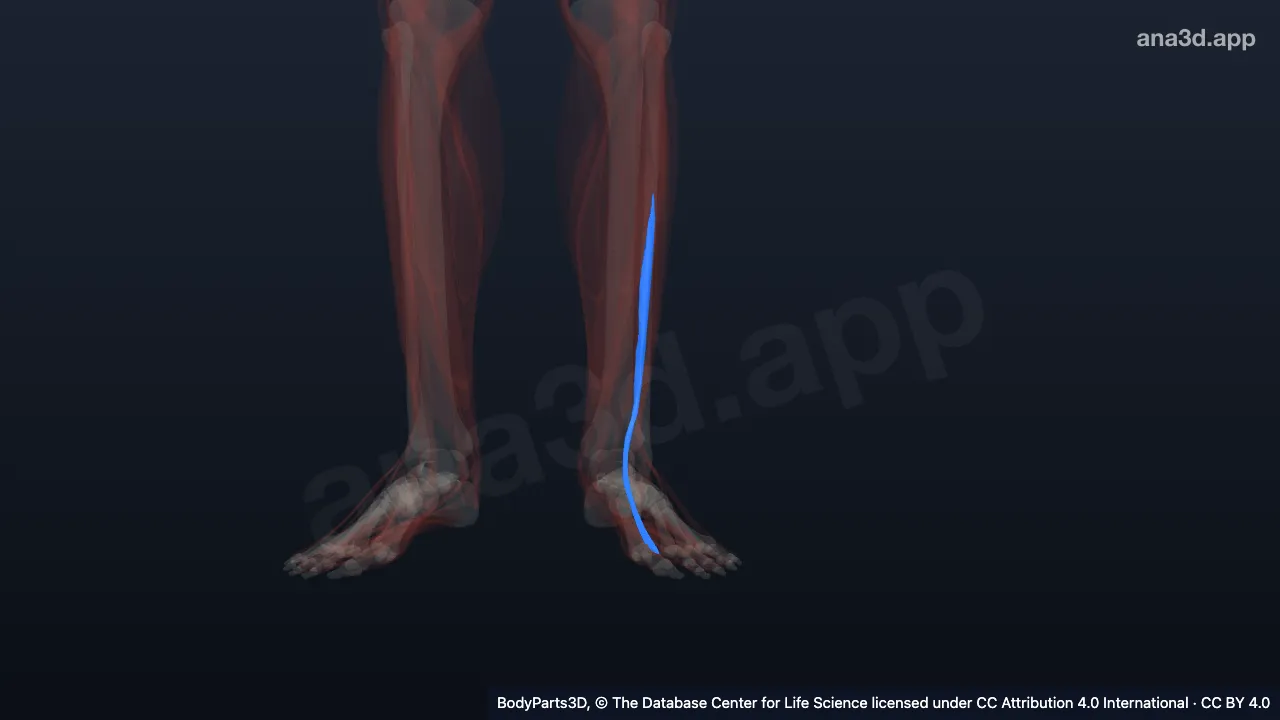 Modèle 3D : Muscle long extenseur de l'hallux gauche