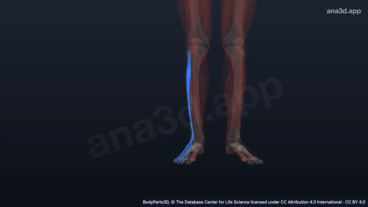 Modelo 3D: Músculo extensor largo de los dedos derecho
