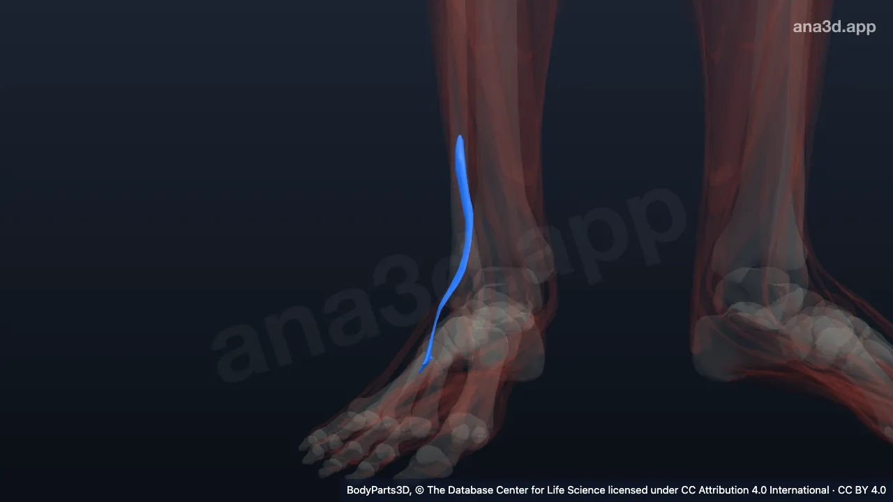 3D model: right fibularis tertius
