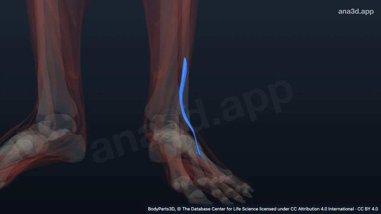 Modèle 3D : Muscle troisième fibulaire gauche