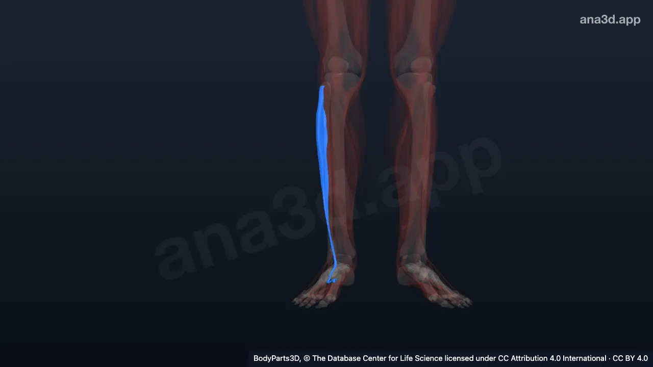3D model: right fibularis longus
