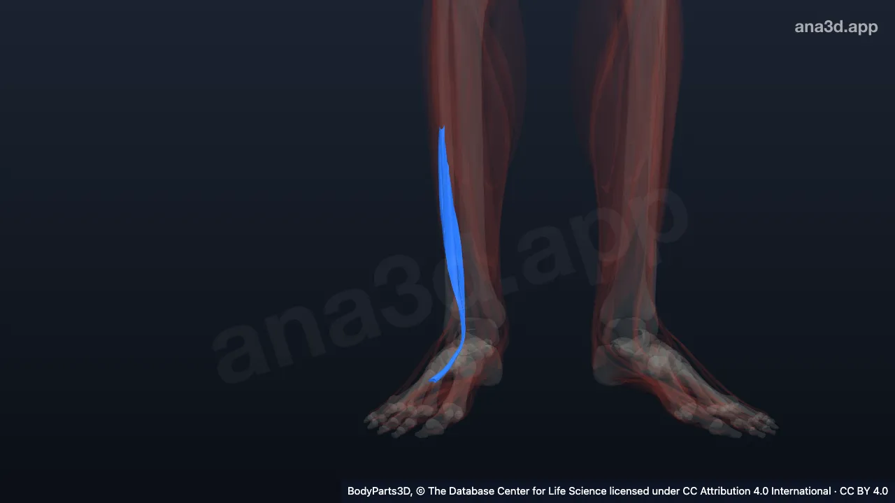 3D model: right fibularis brevis