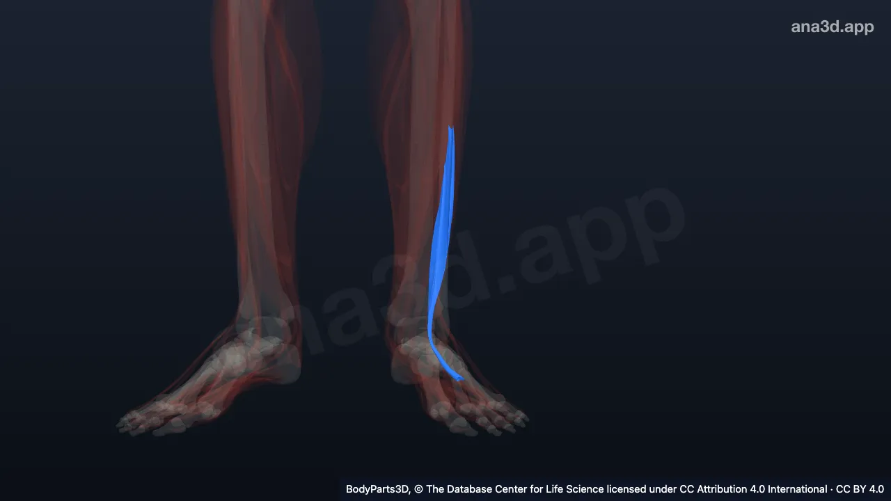 3D model: left fibularis brevis
