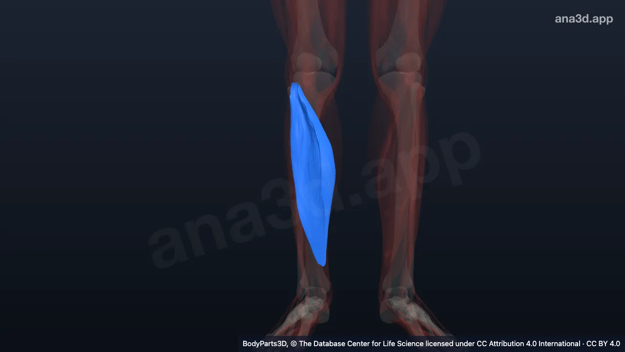 Modèle 3D : Muscle soléaire droit