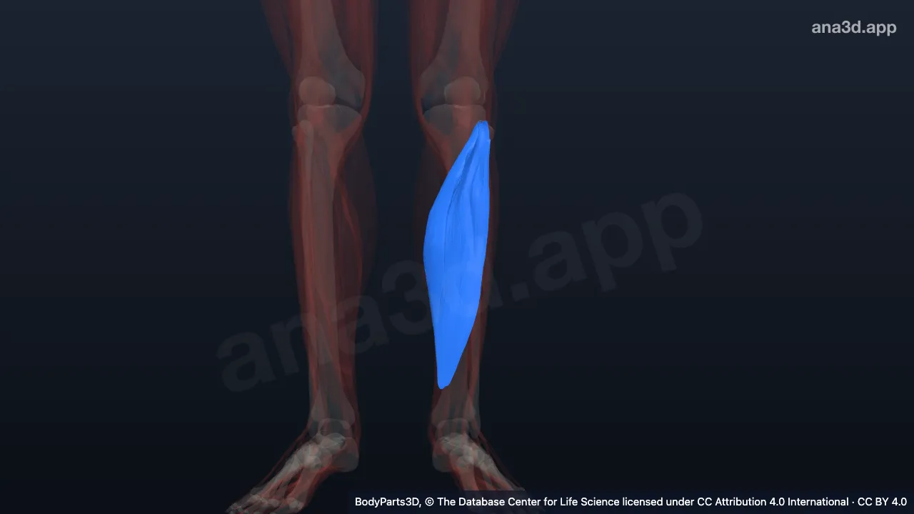 3D model: left soleus