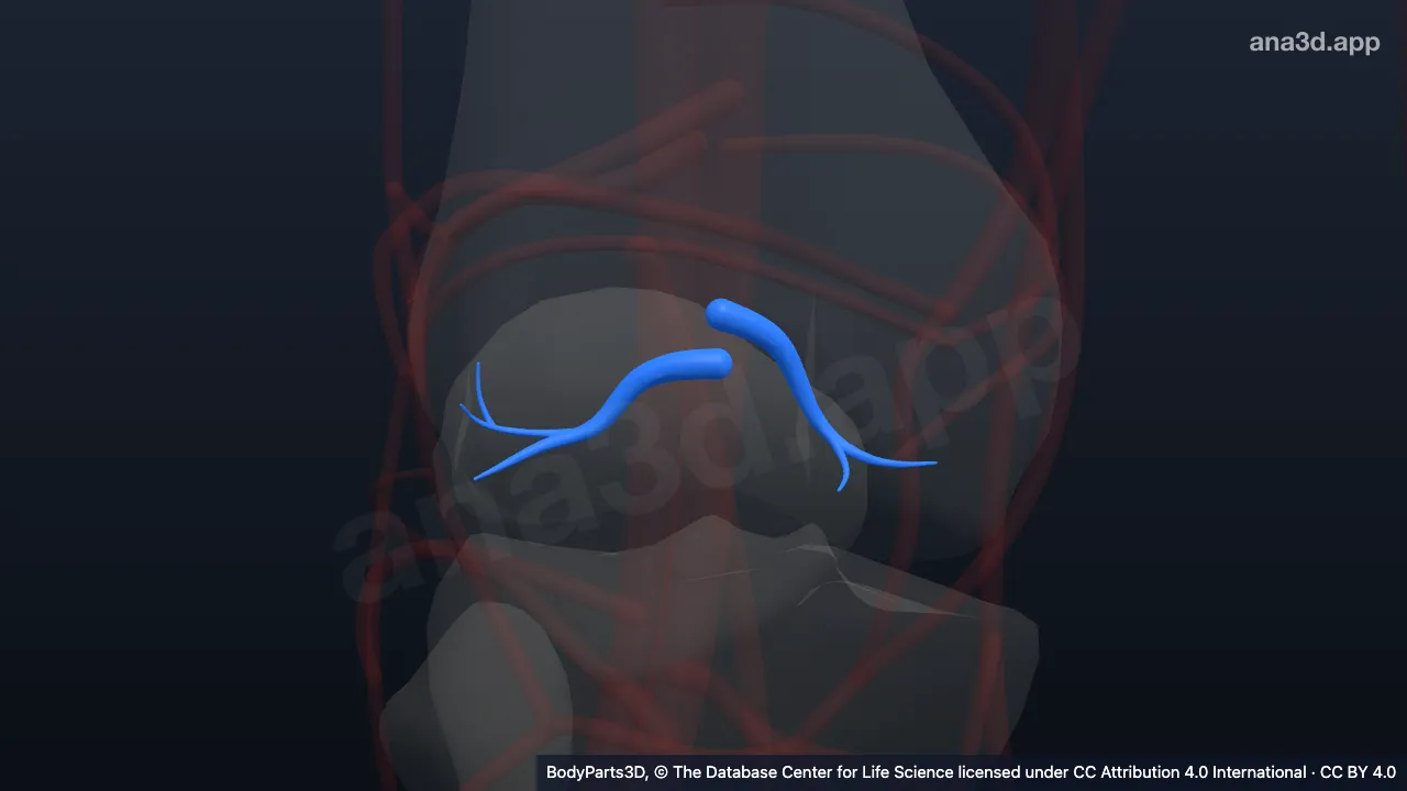 3D model: right middle genicular artery