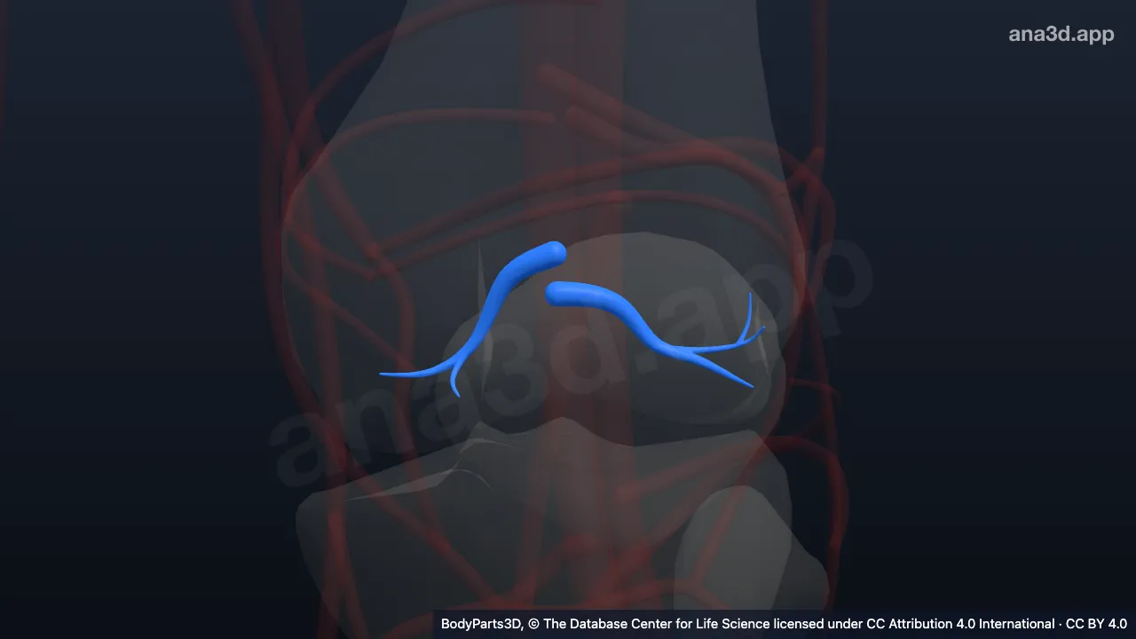 3D model: left middle genicular artery