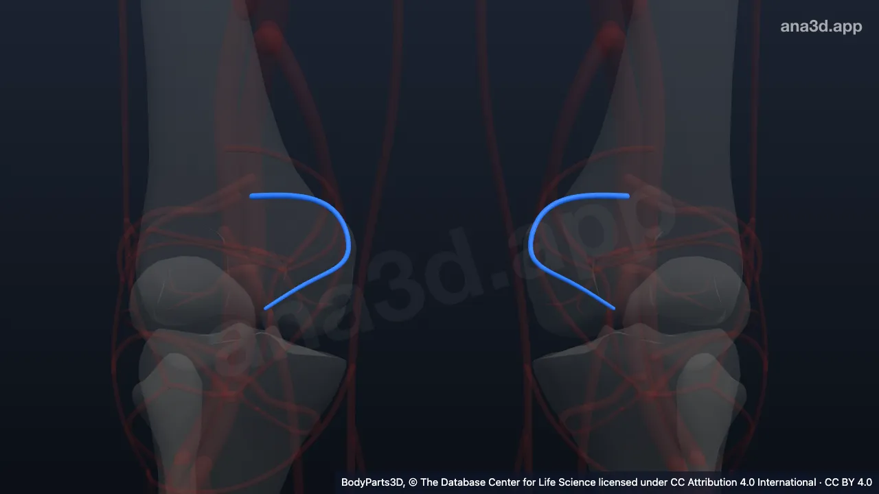 Modèle 3D : artère supéro-médiale du genou