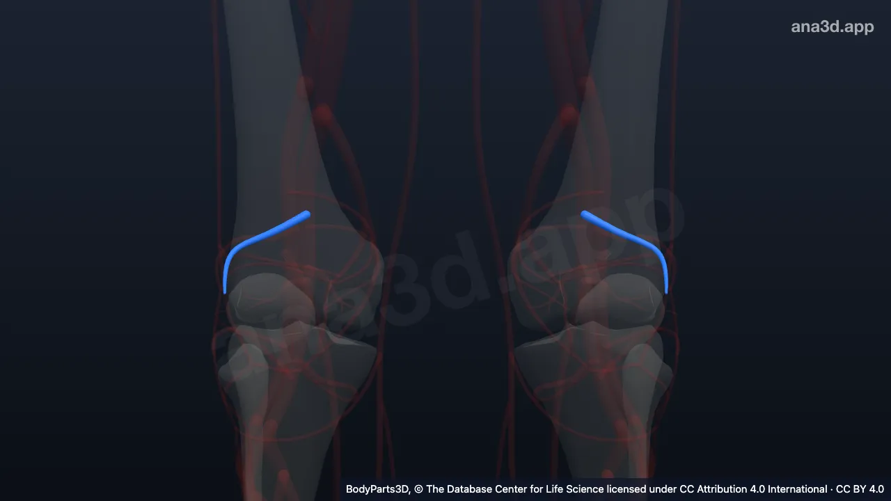 Modelo 3D: Arteria genicular superior lateral