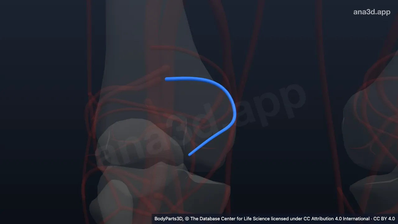 Modelo 3D: Arteria genicular superior medial derecha