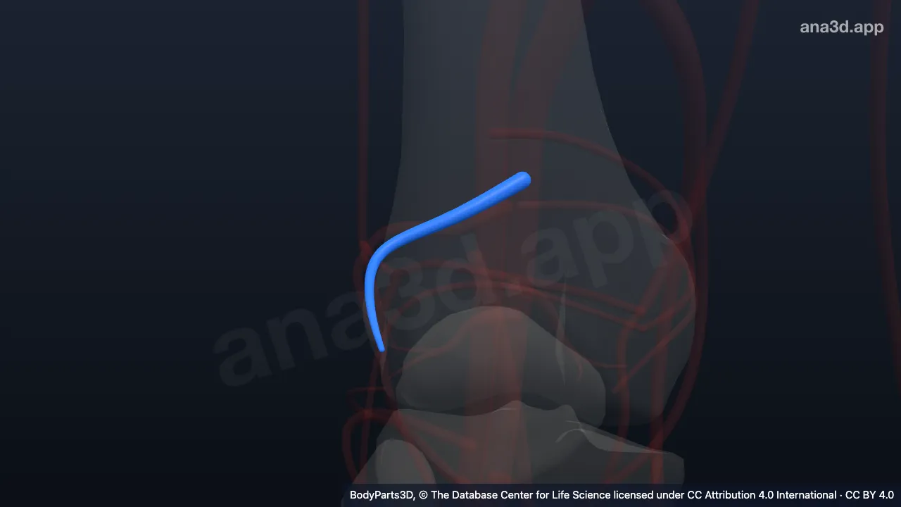 Modelo 3D: Arteria genicular superior lateral derecha