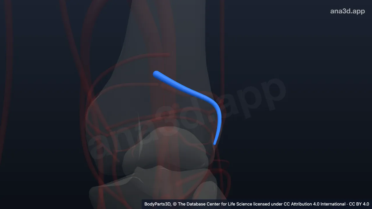 Modelo 3D: Arteria genicular superior lateral izquierda