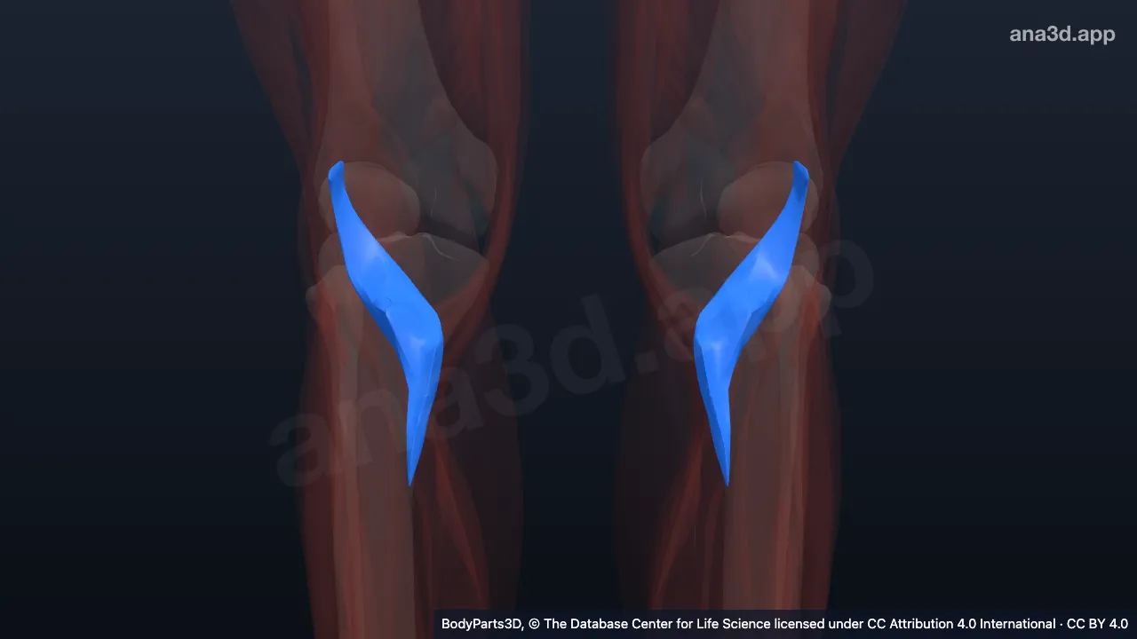 3D model: popliteus