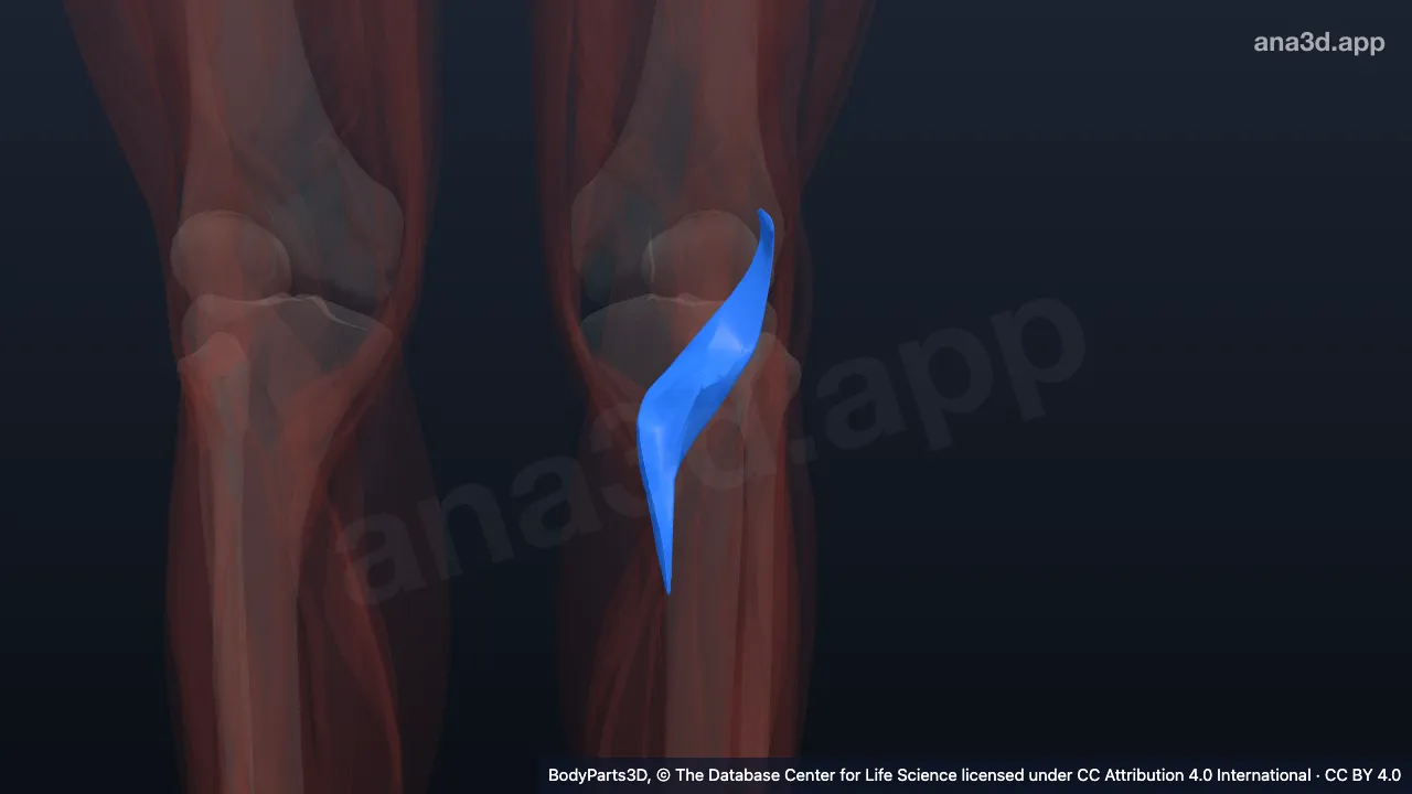 3D model: left popliteus