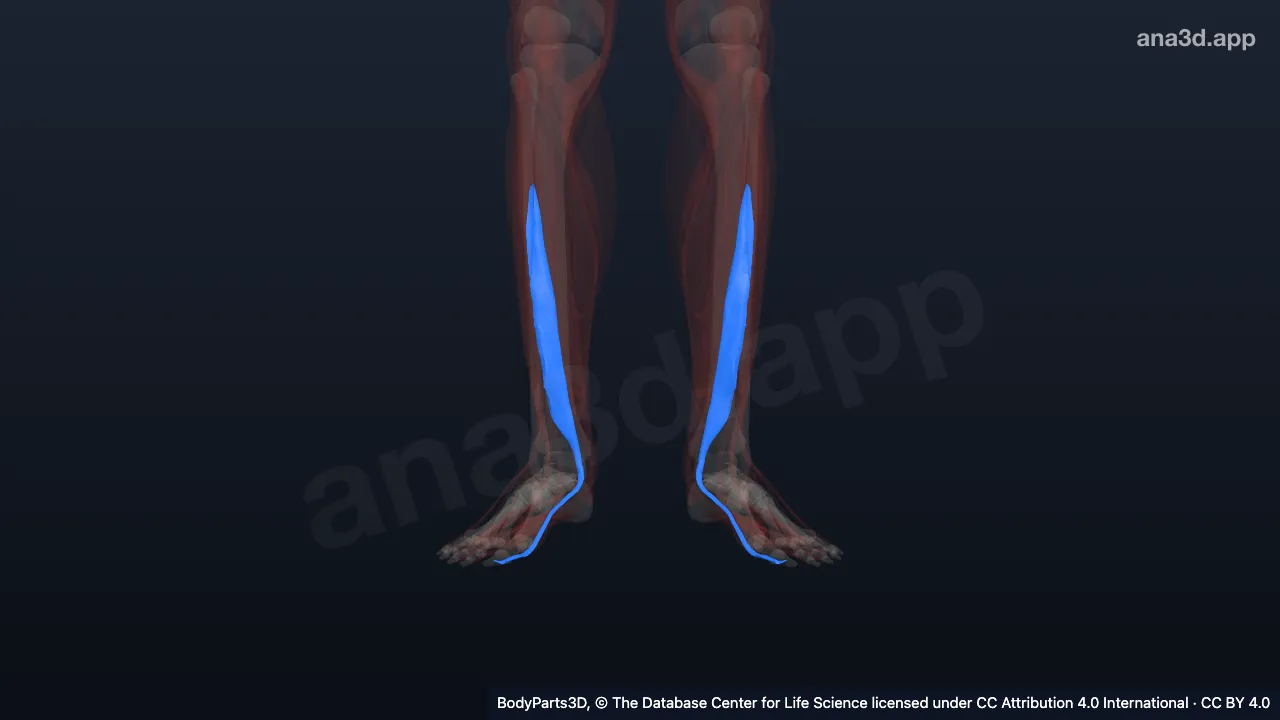 3D-Modell: Musculus flexor hallucis longus