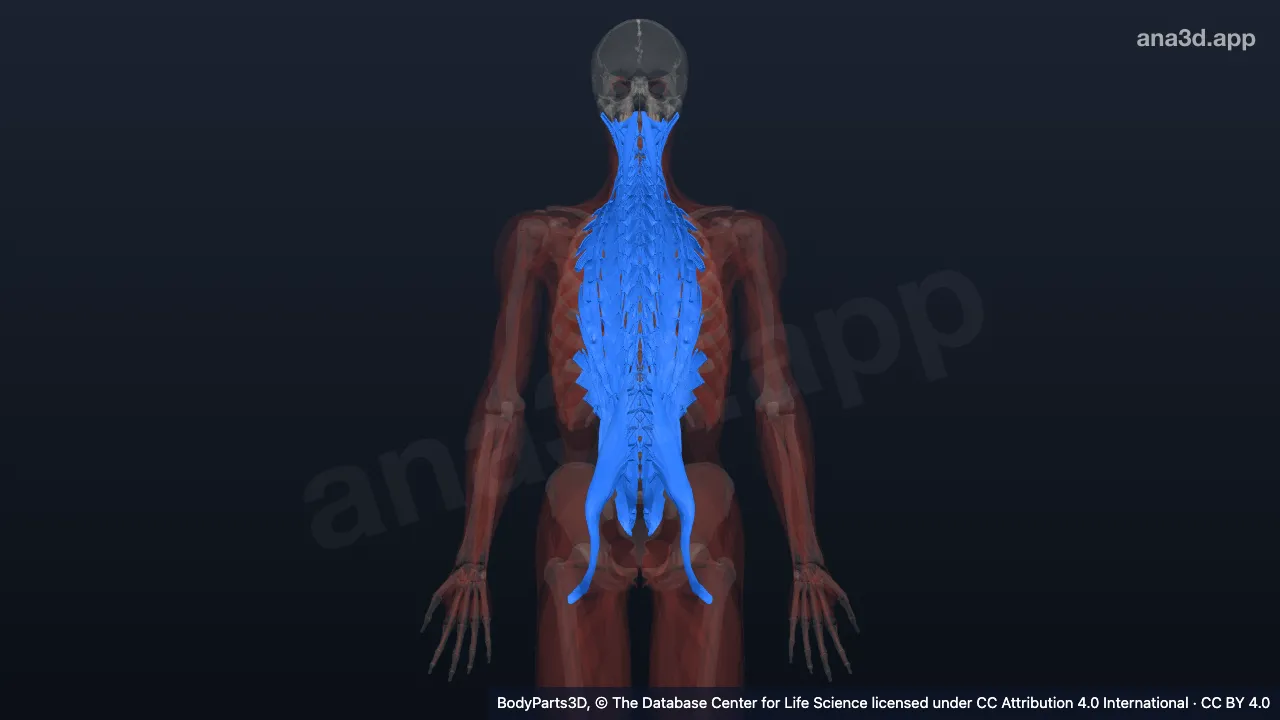 3D model: muscle of vertebral column