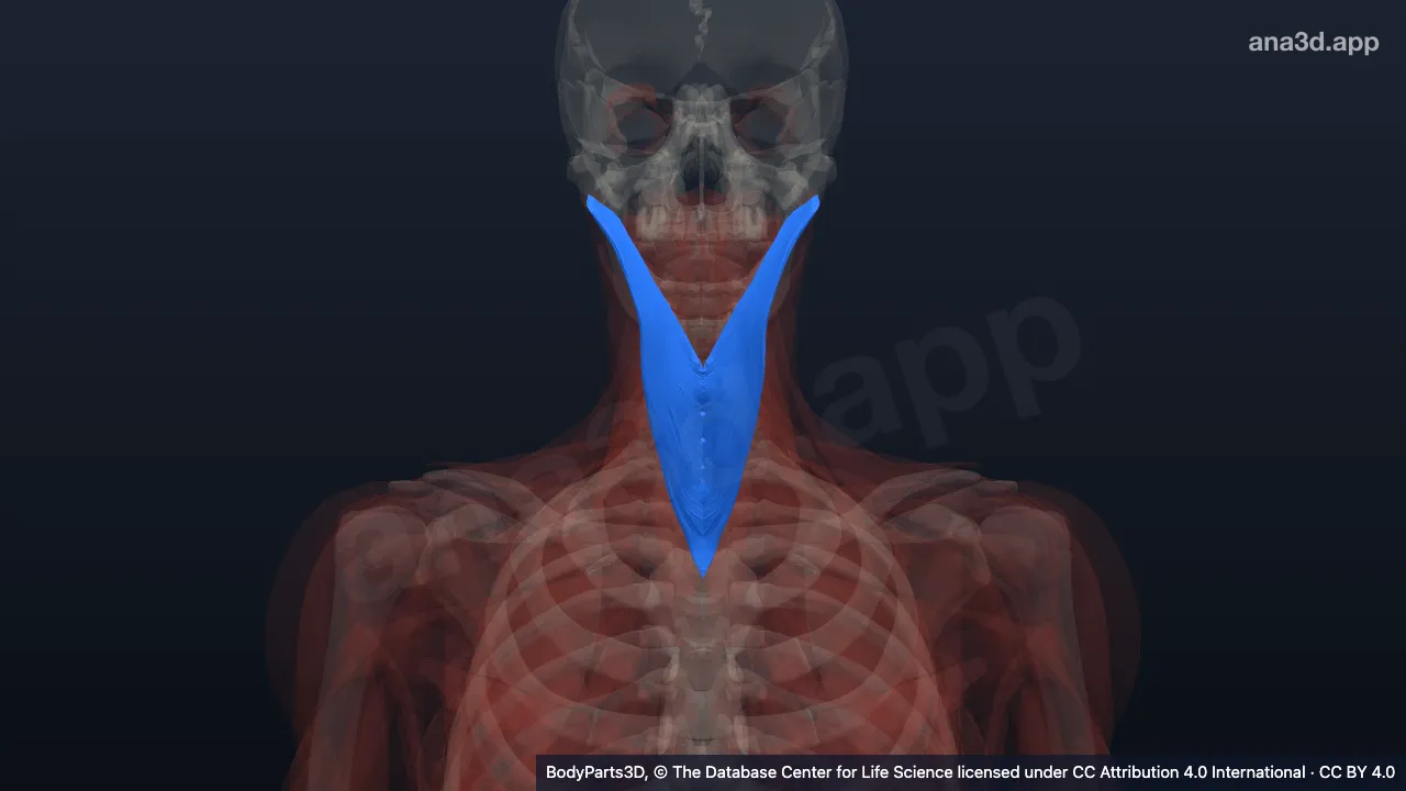 3D model: splenius capitis