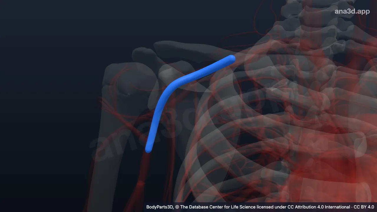 3D model: right axillary artery