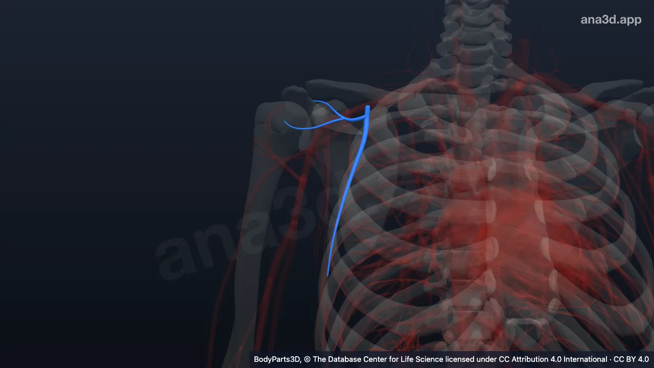 3D-Modell: Rechte Arteria thoracoacromialis