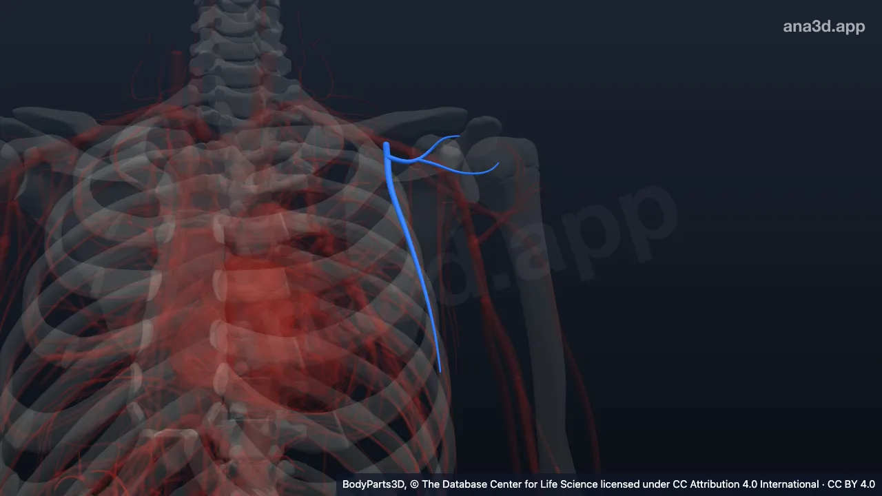 3D model: left thoraco-acromial artery