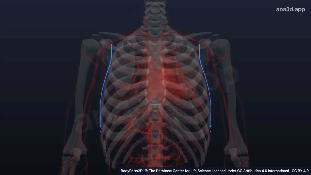 3D model: lateral thoracic artery