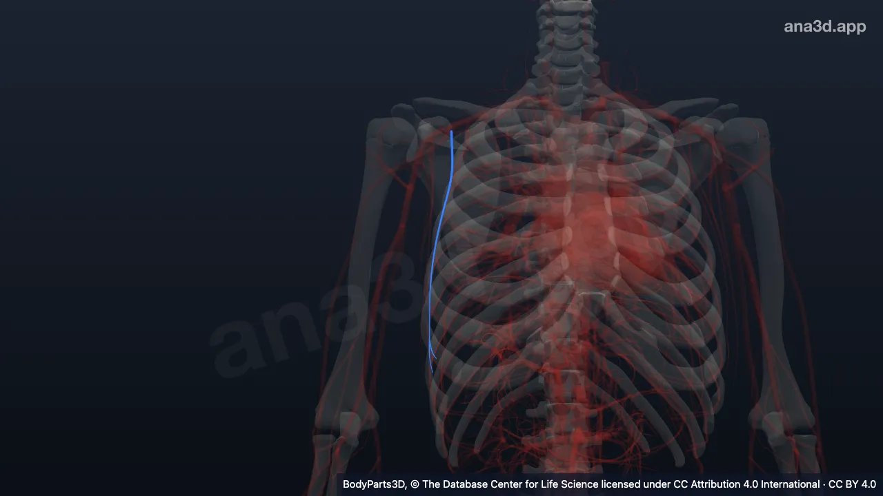 Mô hình 3D: Động mạch ngực ngoài phải