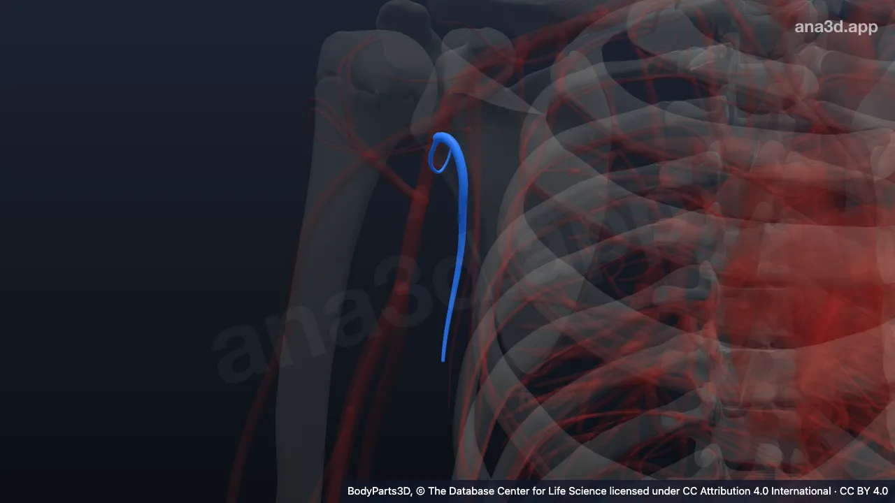 3D model: right subscapular artery