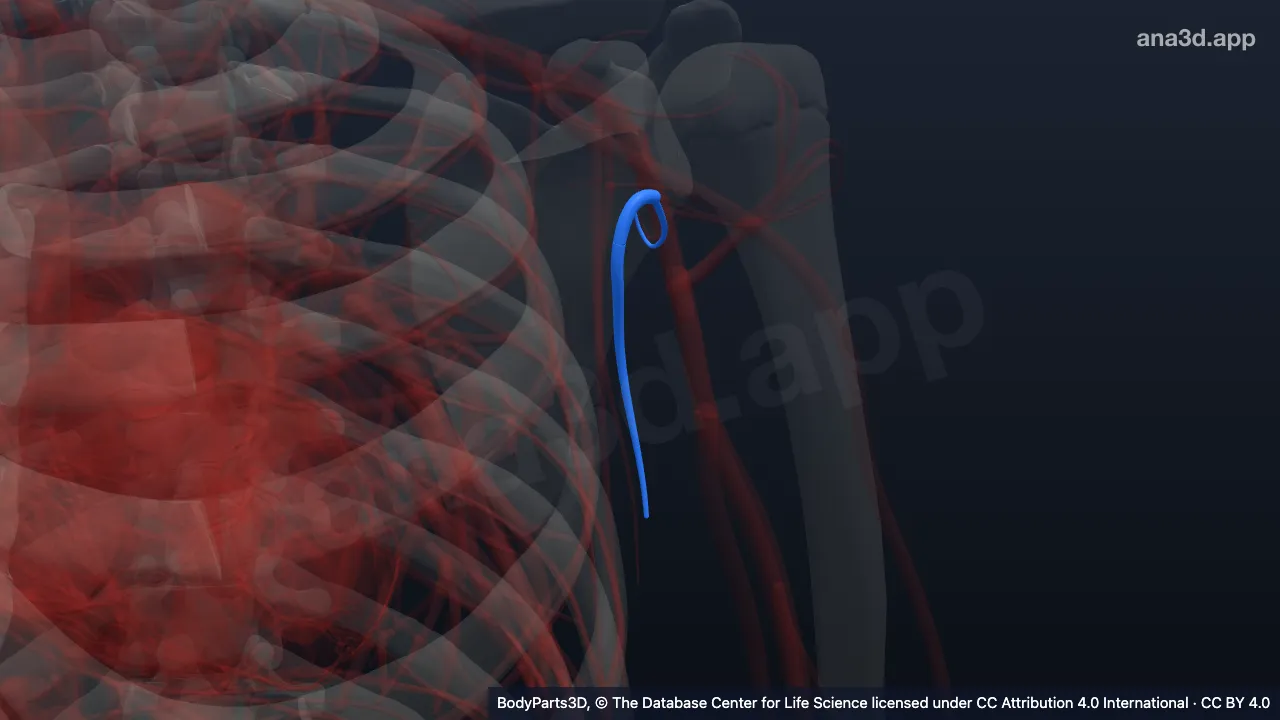 Modèle 3D : Artère subscapulaire gauche