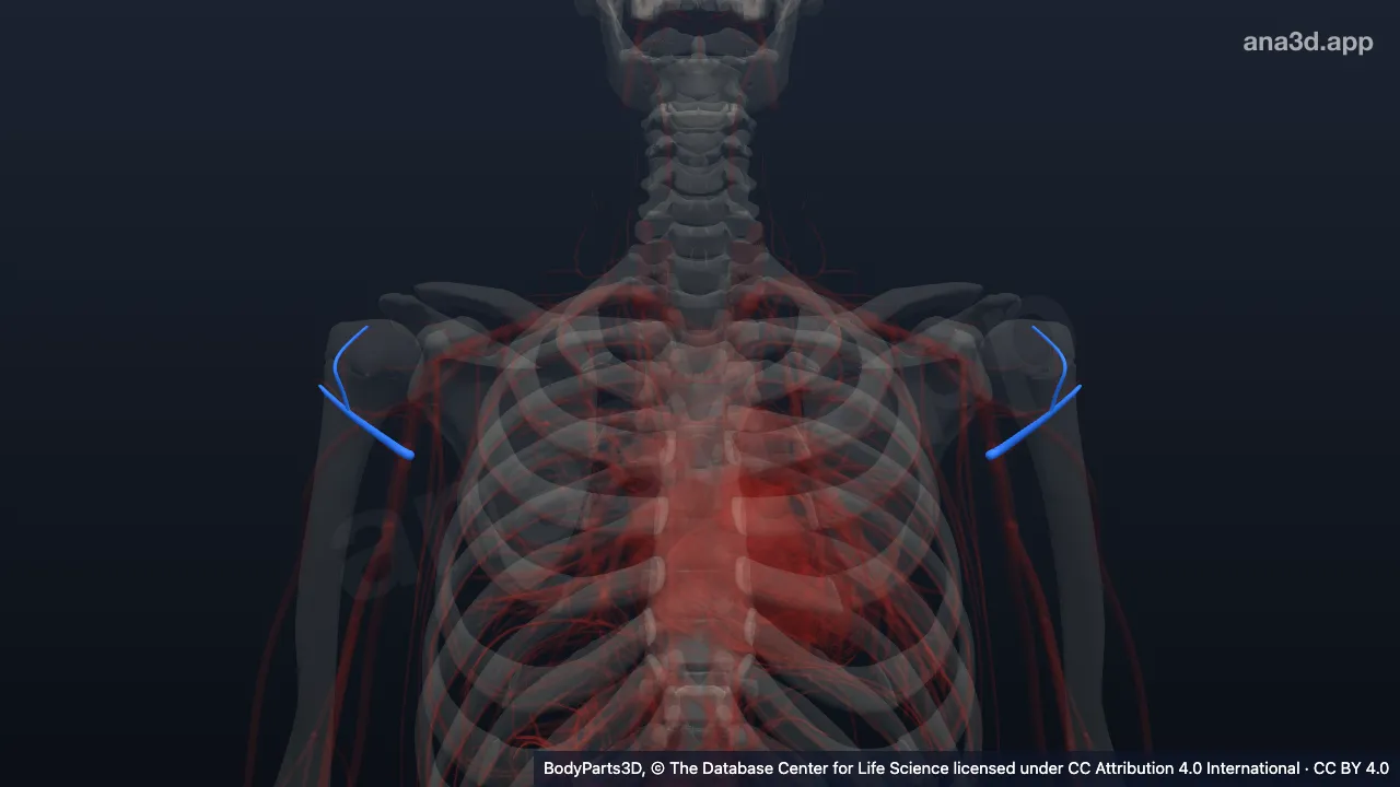 3D model: anterior circumflex humeral artery