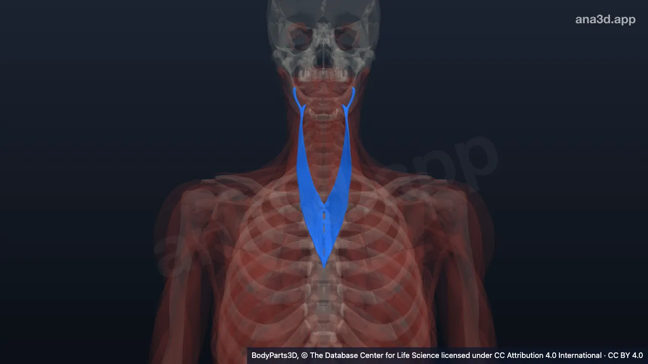 Mô hình 3D: Cơ gối cổ