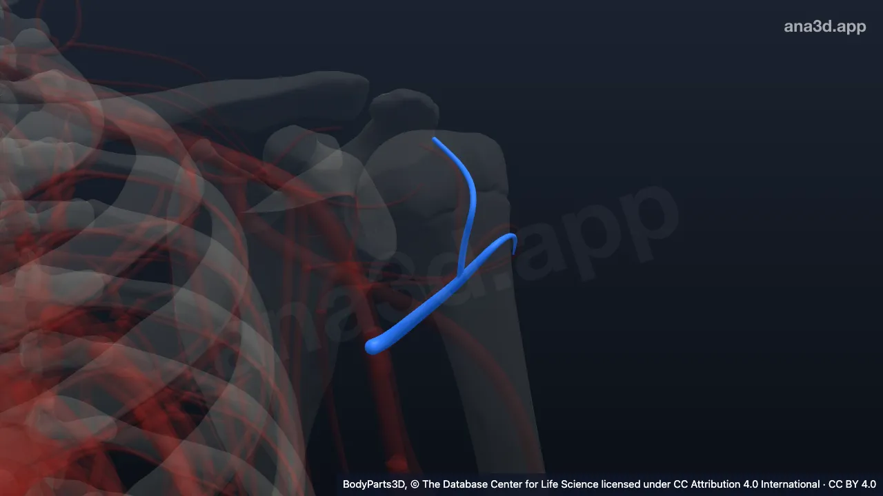 Model 3D: Arteri sirkumfleksa humeri anterior kiri