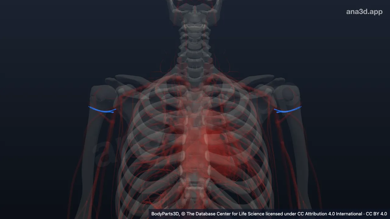 3D model: posterior circumflex humeral artery