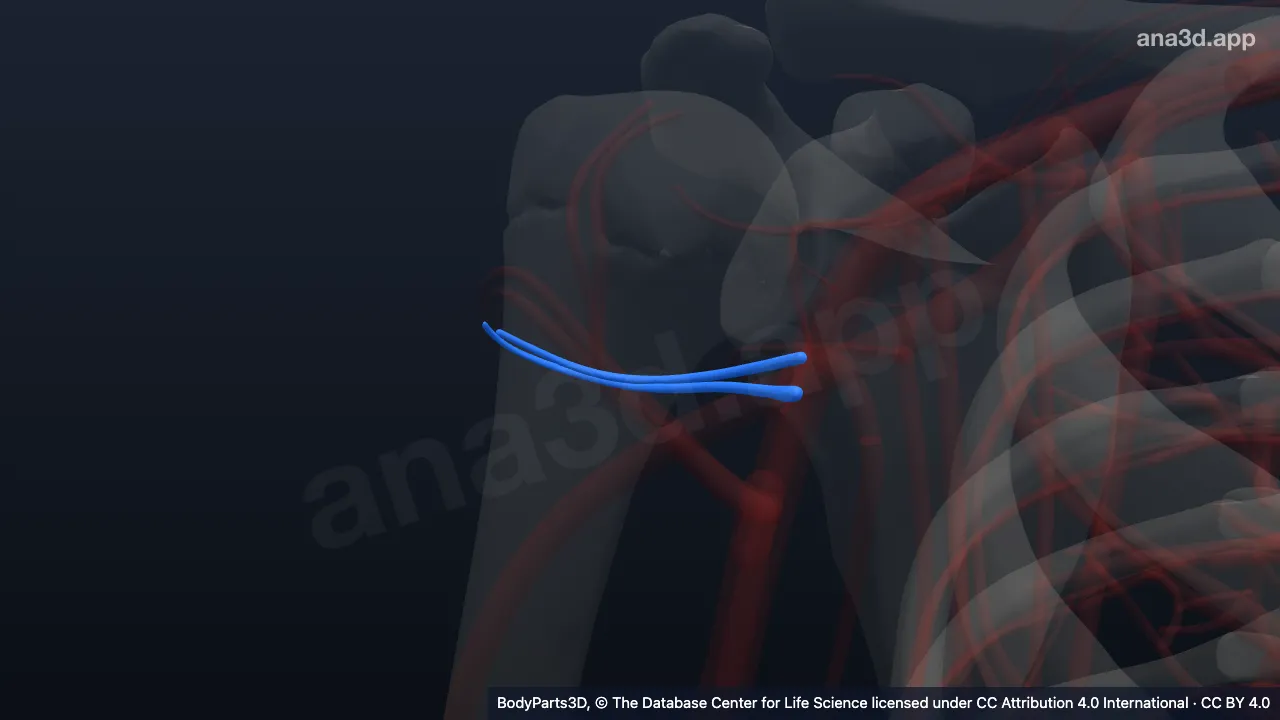 3D model: right posterior circumflex humeral artery