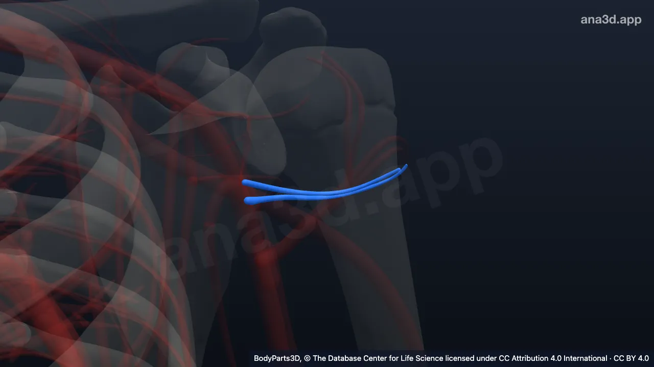 3D model: left posterior circumflex humeral artery