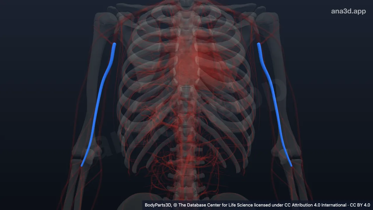 3D model: brachial artery