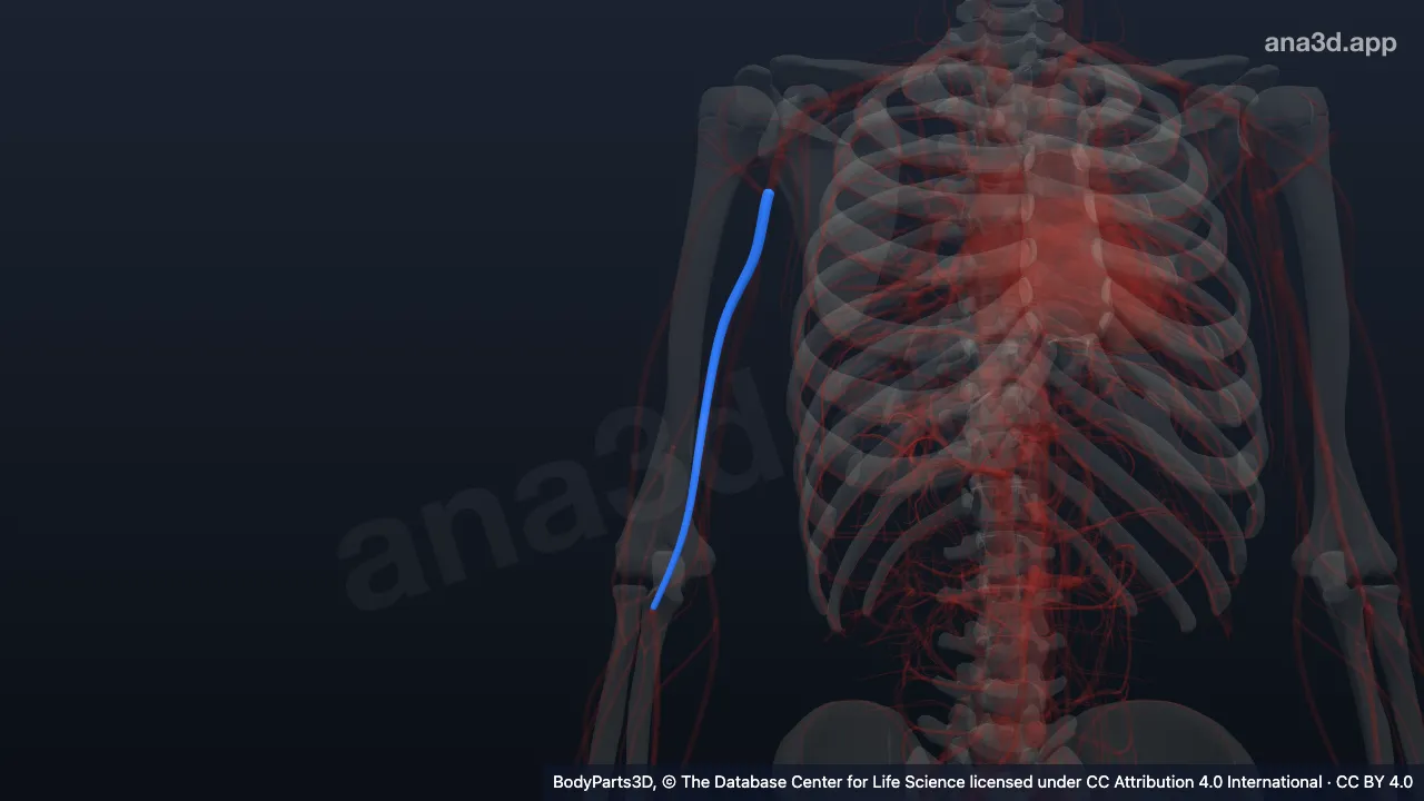 3D-Modell: Rechte Arteria brachialis
