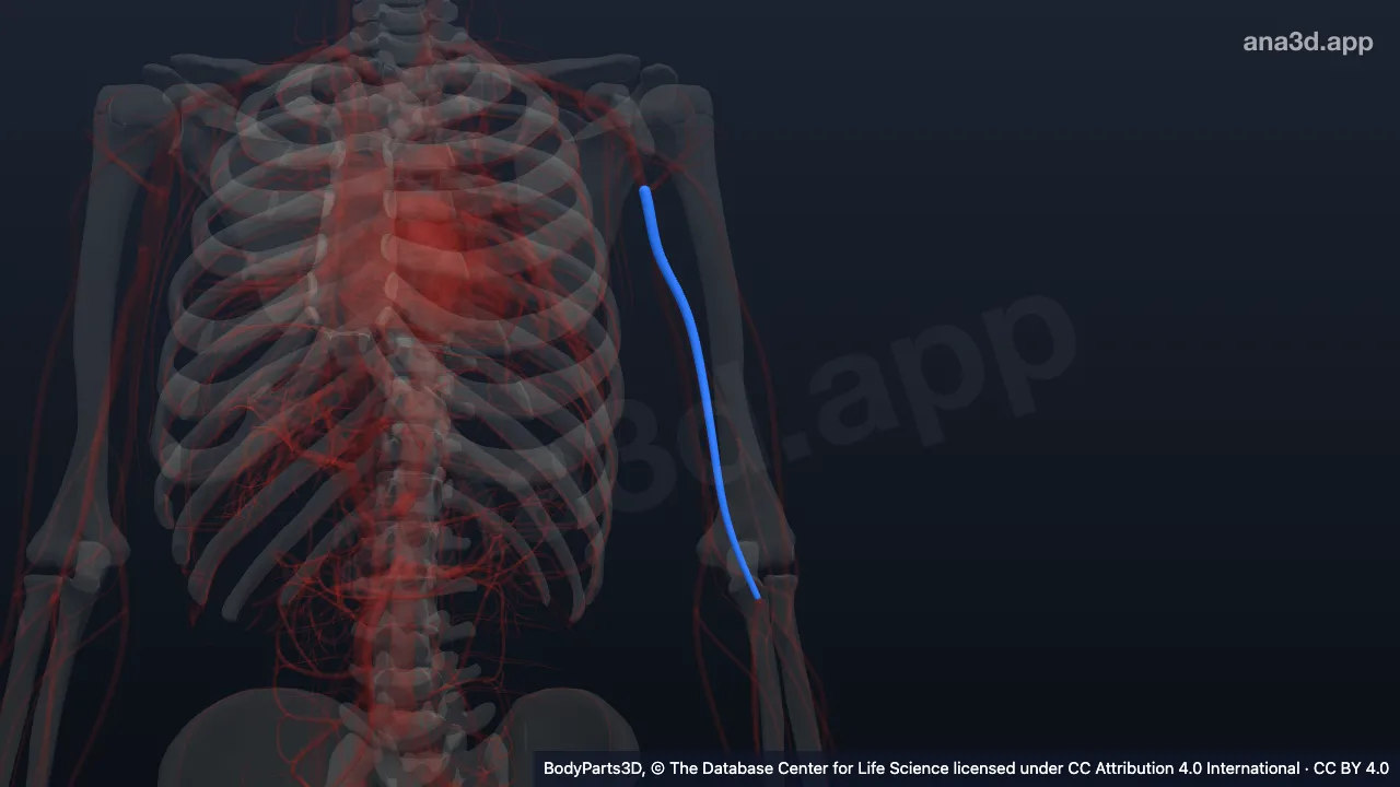 3D model: left brachial artery