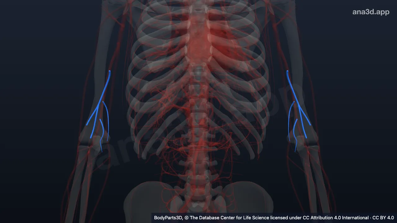 Modelo 3D: Ramo da artéria braquial