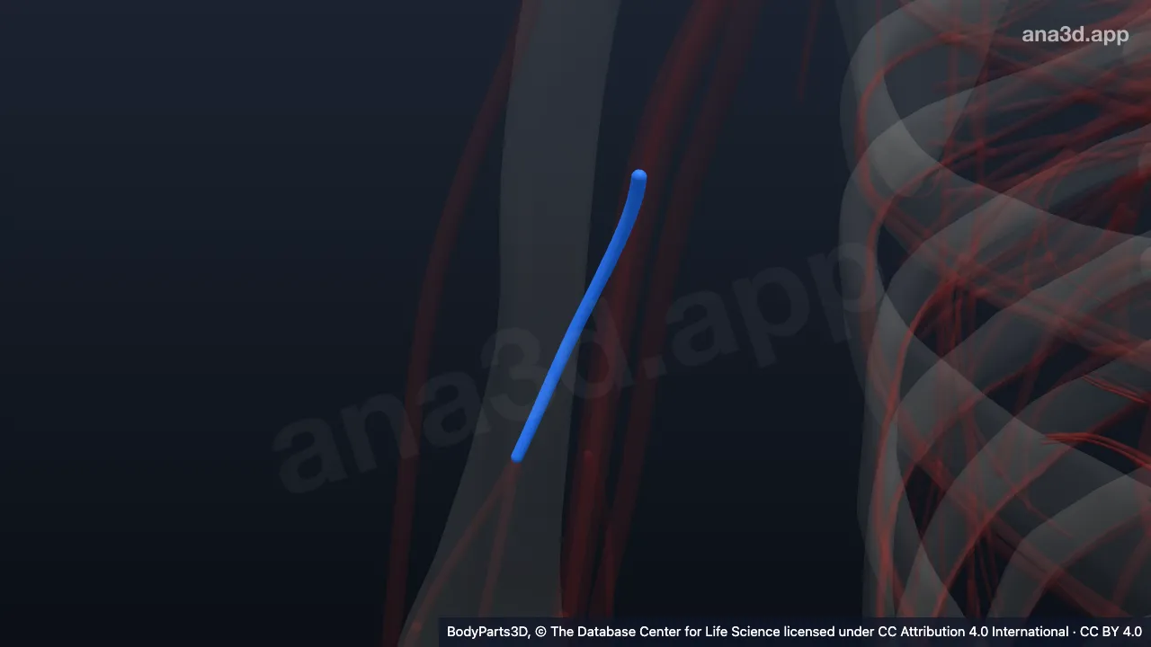 3D model: right deep brachial artery