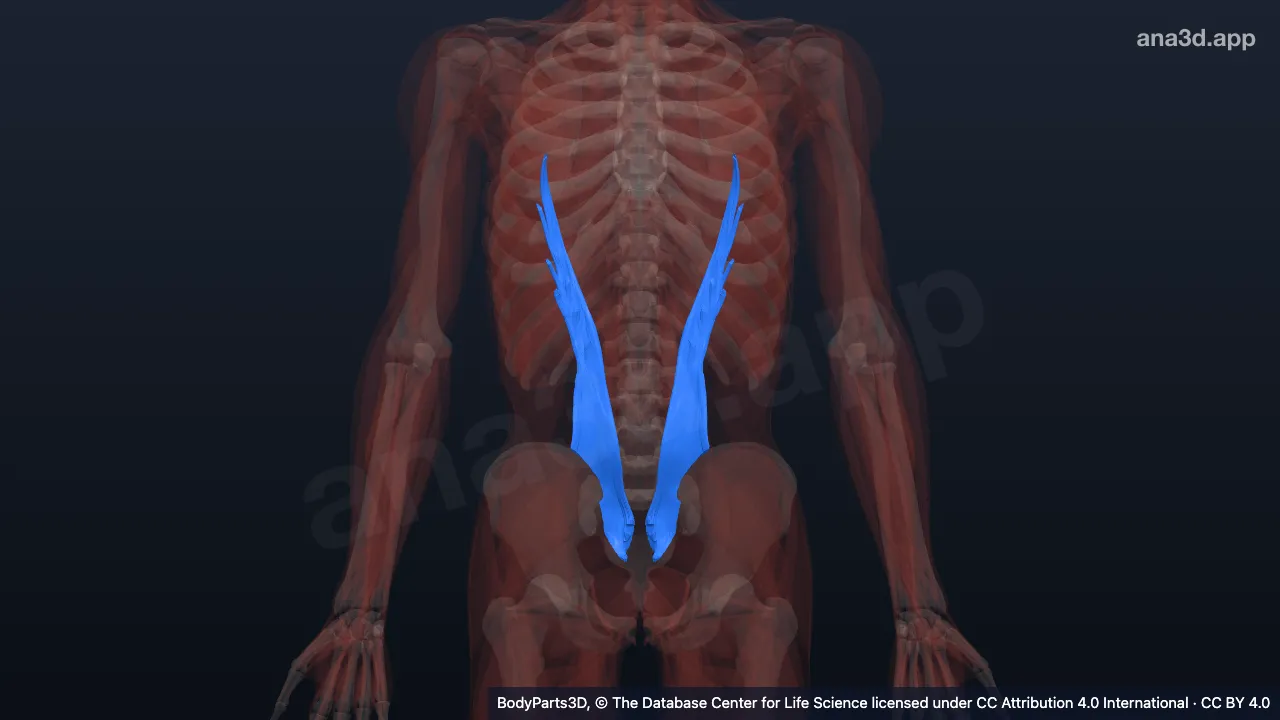 Modèle 3D : partie lombaire du muscle ilio-costal