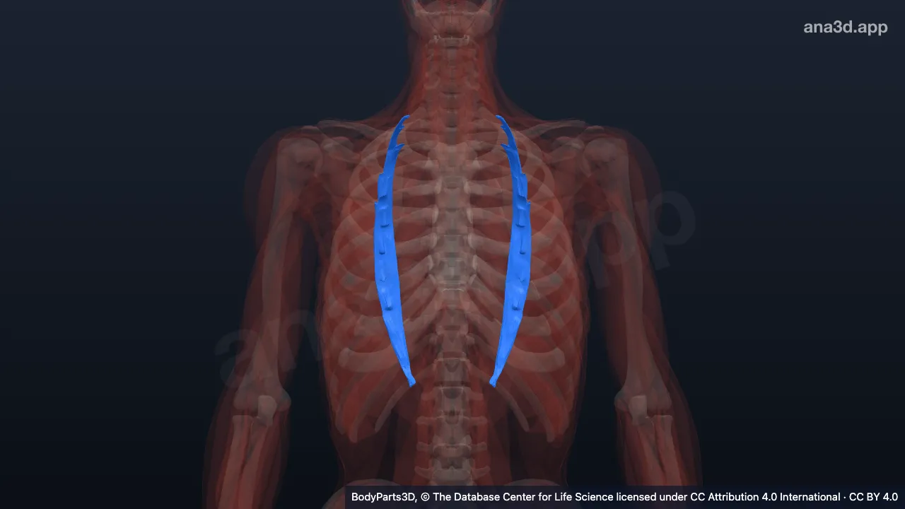 3D model: iliocostalis thoracis