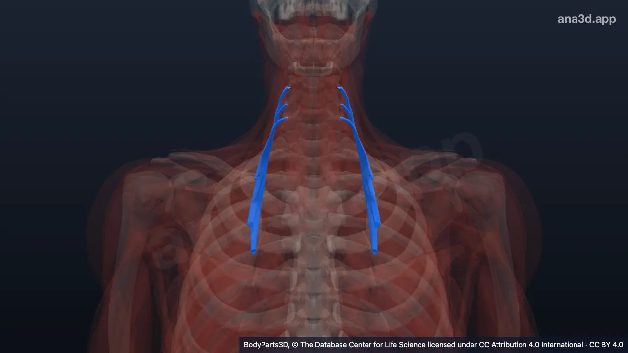 Modèle 3D : partie cervicale du muscle ilio-costal
