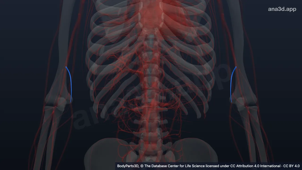 Modelo 3D: Arteria colateral cubital superior