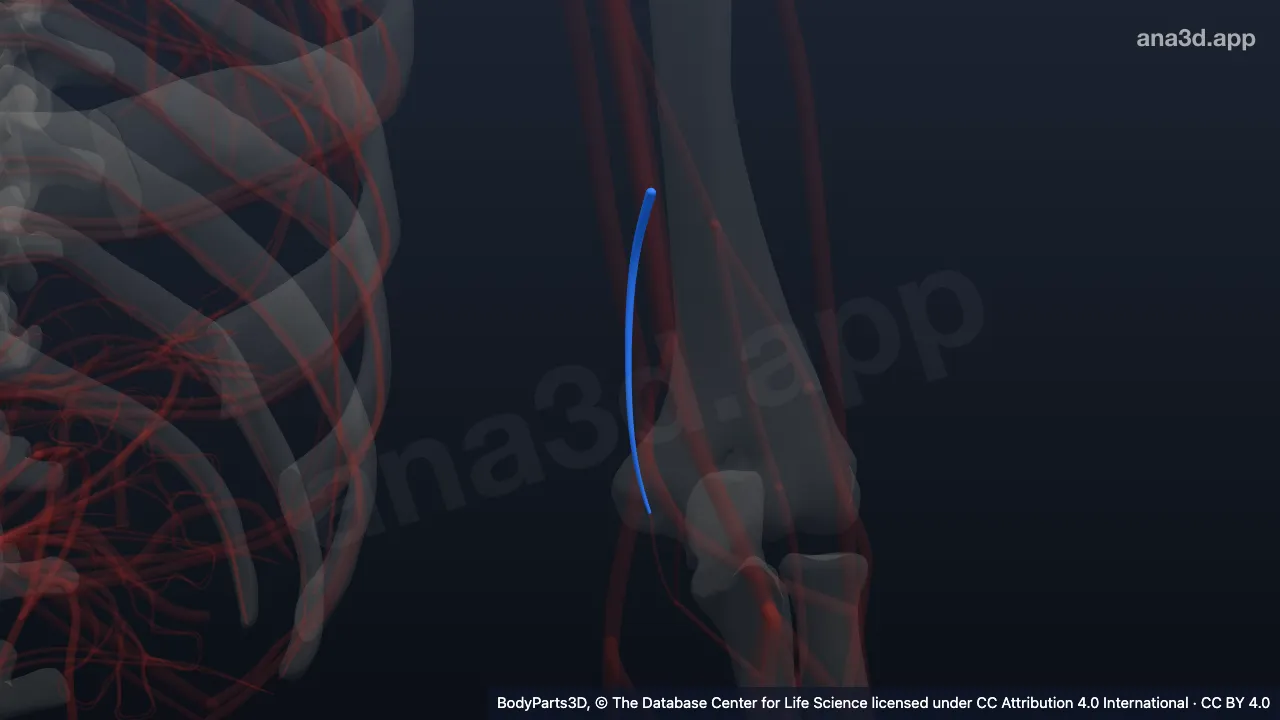3D model: left superior ulnar collateral artery