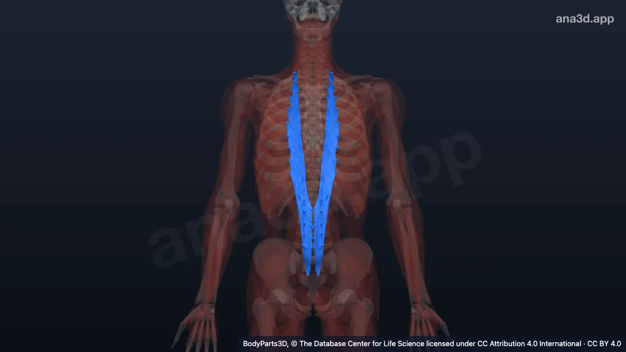Mô hình 3D: Cơ dài nhất ngực
