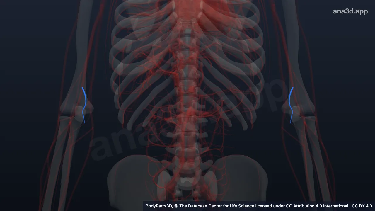 Modelo 3D: Arteria colateral ulnar inferior