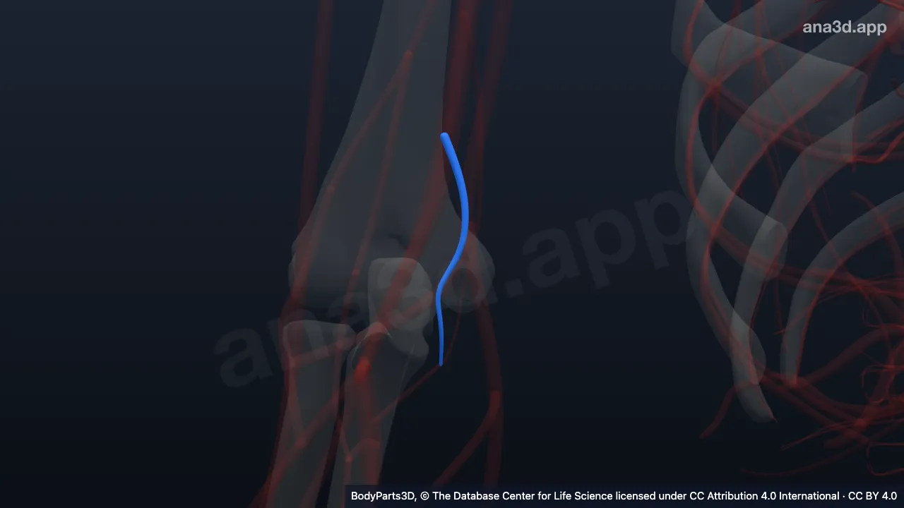 3D model: right inferior ulnar collateral artery