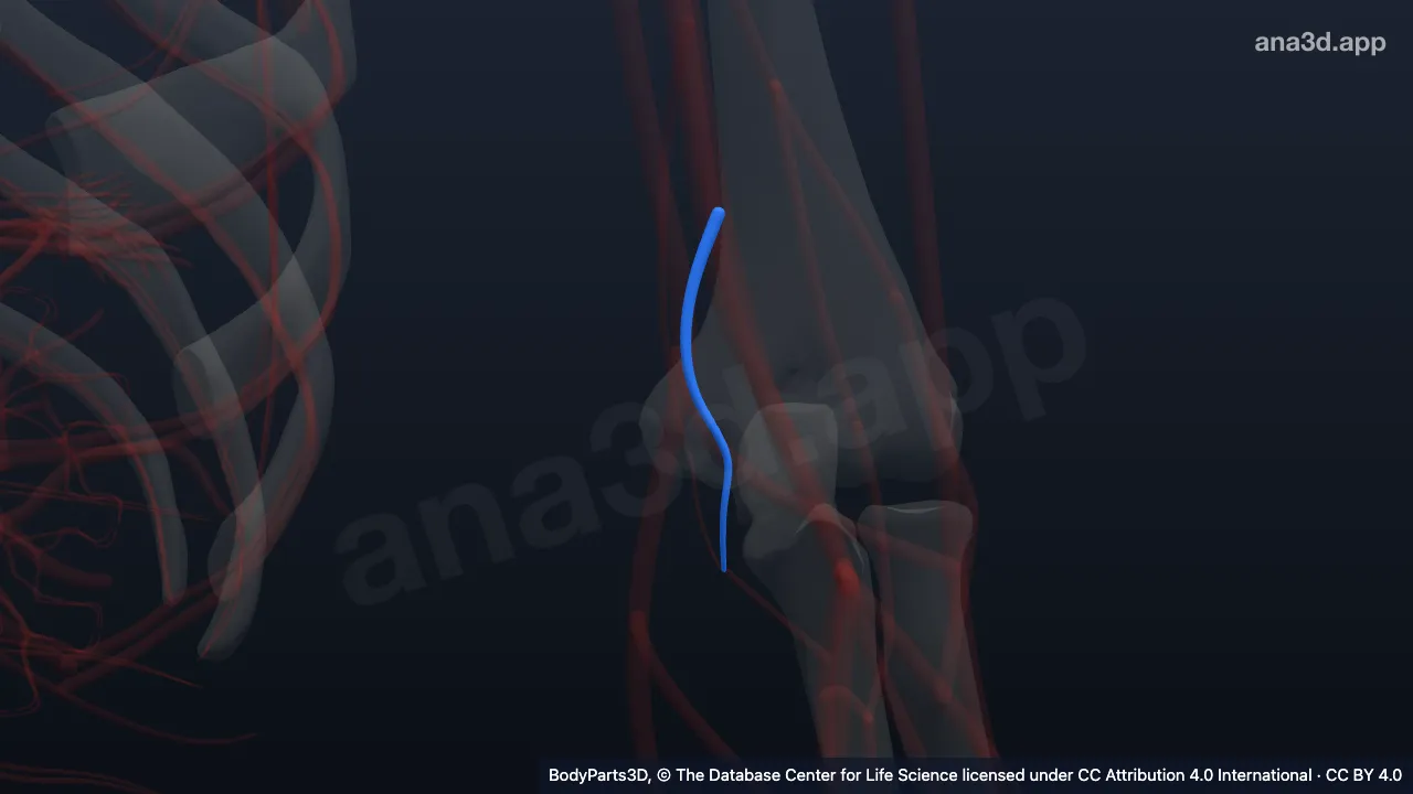 Modèle 3D : Artère collatérale ulnaire inférieure gauche