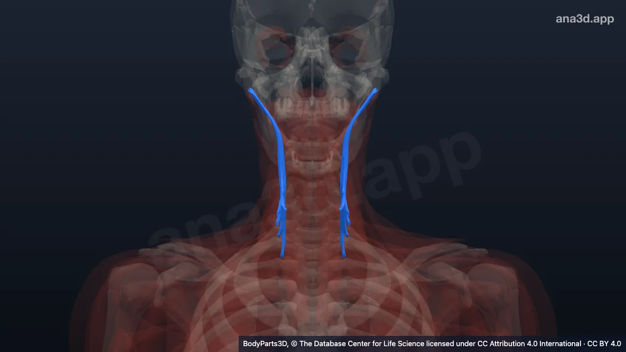 3D model: longissimus capitis